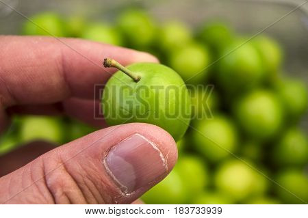 A handful of sour plums,  Salt and plum food is very tasty. There are a handful of sour plums, sour plums for pregnant women, ant women,