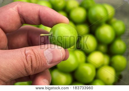 A handful of sour plums,  Salt and plum food is very tasty. There are a handful of sour plums, sour plums for pregnant women, ant women,