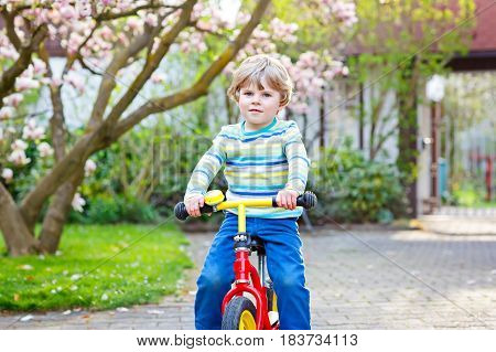 Adorable little kid boy driving and running on bike or laufrad in park or garden on warm spring day. Happy child having fun. Active leisure for kids outdoors on spring day. With flowering magnolia