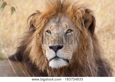 A male lion in dry grass. Masai Mara National Park, Kenya.