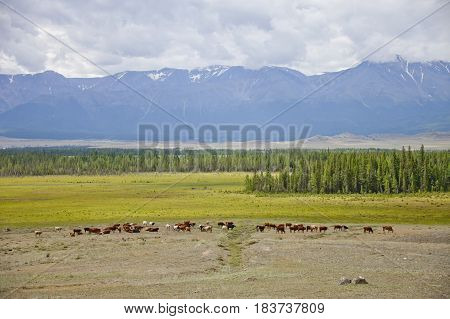 Herd Of Cows. Kurai Steppe Landscape. Altai