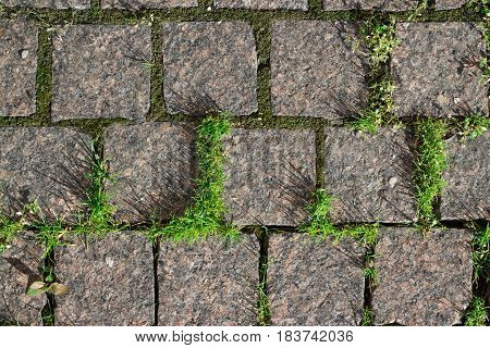 Close-up of stone tile with grass in the city