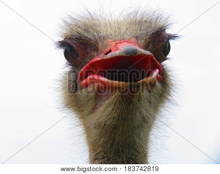 Potrait of Colombia Male Ostrich on Display in Natural Setting. The Ostrich or Common Ostrich (Struthio camelus) is either one or two species of large flightless birds native to Africa