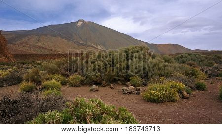 Mountain landscape. Blue sky with clouds. Volcano Teide on Tenerife. Small desert bushes with yellow flowers and faded green leaves. Sand path.