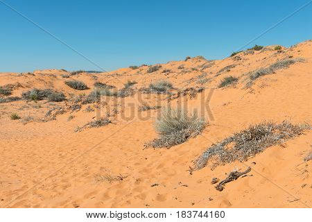 Coral Pink Sand Dunes