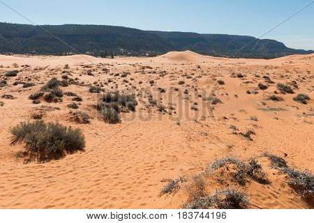 Coral Pink Sand Dunes