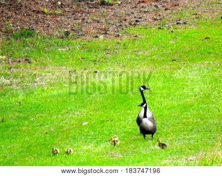 GEESE, CANADIAN, PROUD MALE AND FEMALE WITH NEWBORNS.