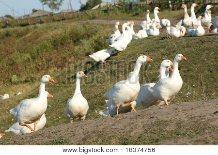 çok gooses