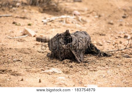 Rotting animal carcass in Kruger National Park, South Africa. Regal Blowflies lay their eggs on the rotting flesh, as it serves to feed the developing larvae.
