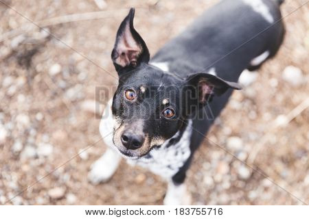 Black white and brown terrier dog looking up with ears perked.