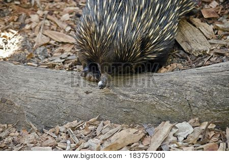 the echidna has a long narrow snout which it pokes around looking for ants