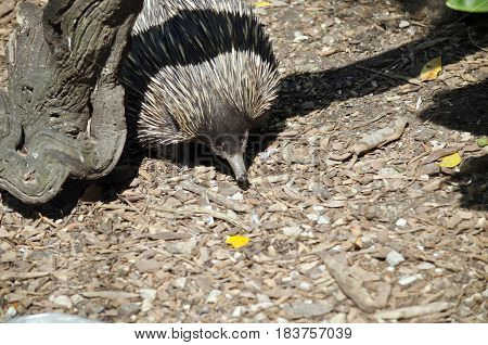 the echidna has a long narrow snout which it pokes around looking for ants