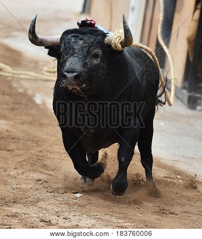 spanish bull in spain with big horns
