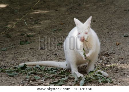 จิงโจ้ albino ธรรมชาติกินใบ