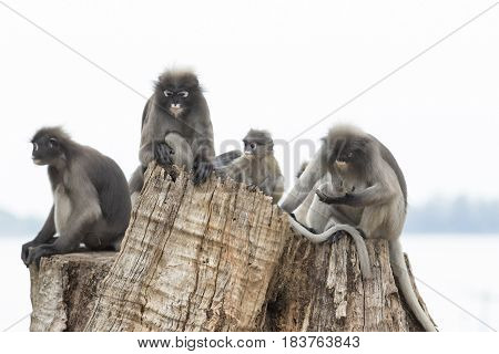 flock of dusky leaf monkey family relax sitting on tree stump