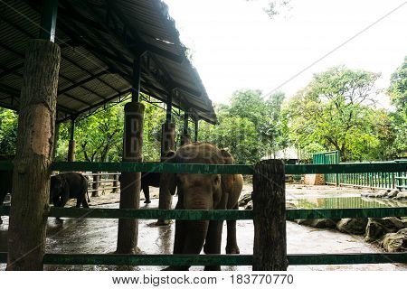 big elephants in the cage with pond surrounding by rocks photo taken in ragunan zoo jakarta indonesia java