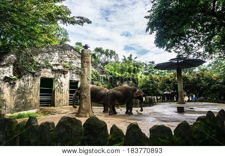 two big elephants in the cage surrounding by rocks photo taken in Ragunan zoo Jakarta Indonesia java