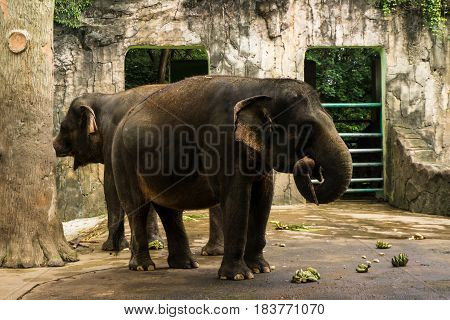 elephant taking banana with his trunk for eat photo taken in Ragunan zoo Jakarta Indonesia java