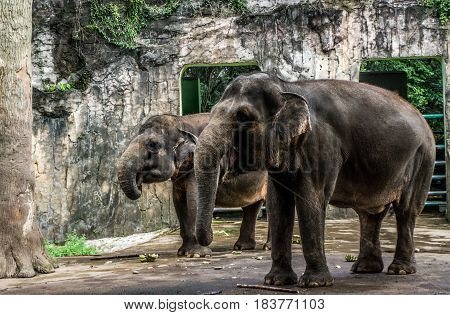 elephant and banana on the floor in the cage photo taken in Ragunan zoo Jakarta Indonesia java