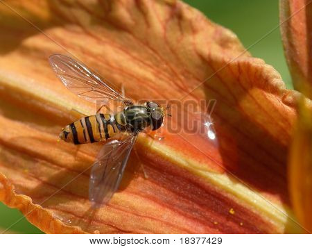 Vespa bebidas gotas de água em flor