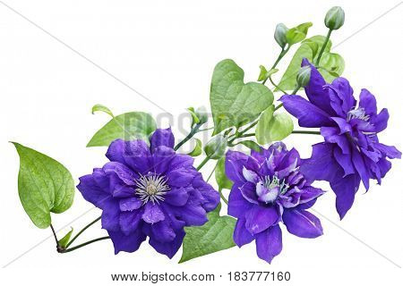 Purple clematis Flower isolated on white background