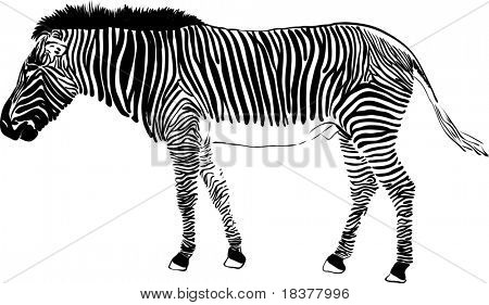 vektor - zebra isoleret på baggrund