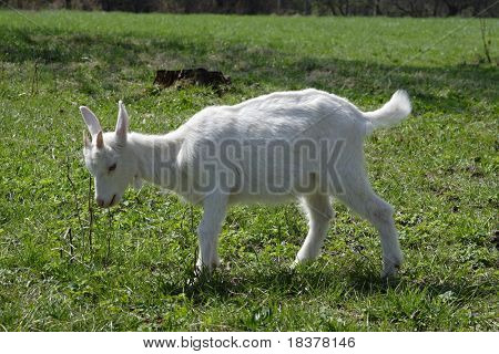 een kleine goatling die grazen in spring garden