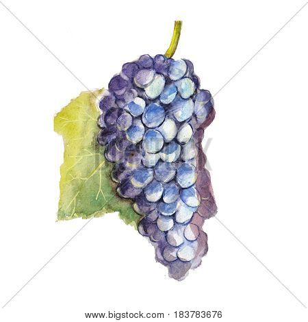 The grapes bunch isolated on a white background a watercolor illustration in hand-drawn style.