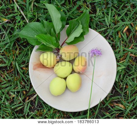 Fresh Apricot Fruits On Dish