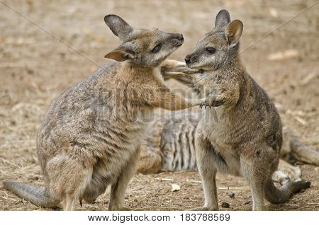 the two tammar wallabies are in a mating ritual