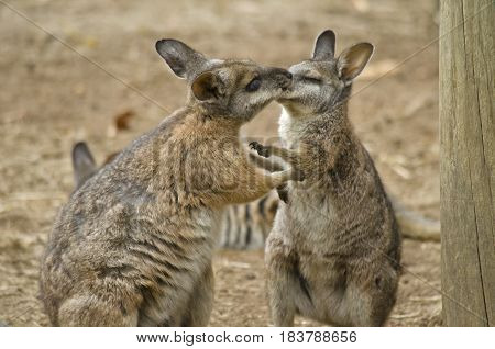 the two tammar wallabies are in a mating ritual