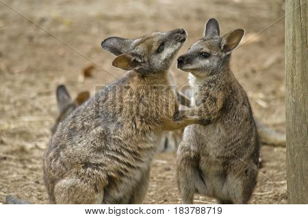 the two tammar wallabies are in a mating ritual