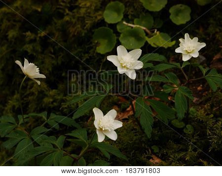 Double form of white Wood anemone (anemone nemerosa) flowers