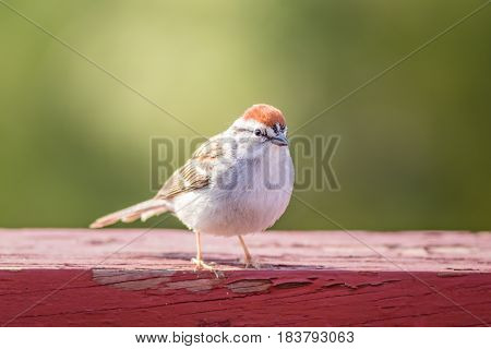 Chipping Sparrow (Spizella Passerina) on weathered red wood in late afternoon