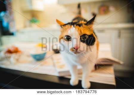 Cute cat stood on the table and watched.cookbook