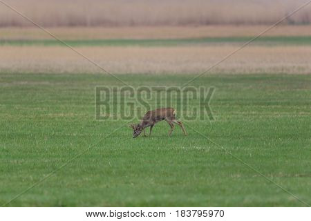 Young Roebuck (capreolus) Standing I And Grazing N Meadow