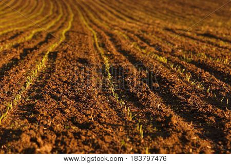 Freshly ploughed field with fresh crops. Large-scale production agribusiness food production concept and textured background with copy space.