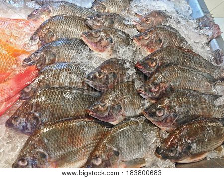 Fresh nile tilapia fish or mango fish or Oreochromis niloticus on iced stall