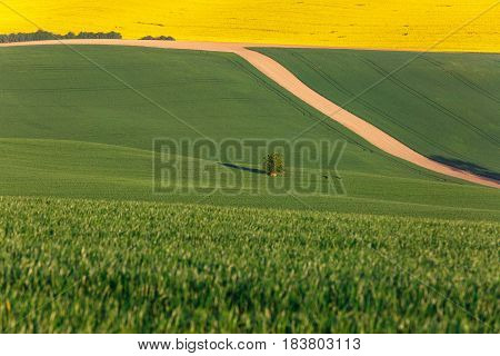 Agricultural land with fresh crops. Large-scale production agribusiness food production concept and textured background with copy space.