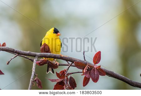 American Goldfinch (Spinus Tristis) male perched on plum tree branch