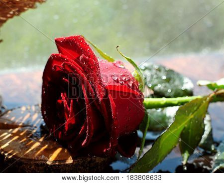 A beautiful rose strewn with splashes of water sparkling in the rays of the sun.