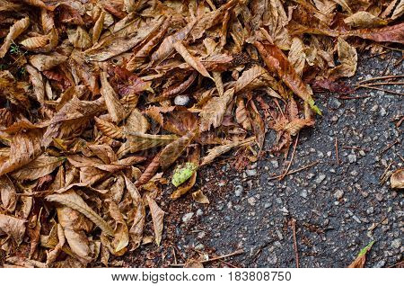 Fallen chestnut autumn leaves on background of gray asphalt road
