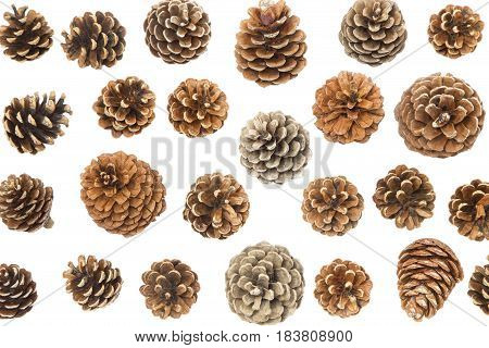 Group of the pine cones isolated on white background