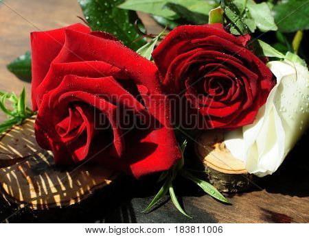 Red and white roses sprinkled with water spray