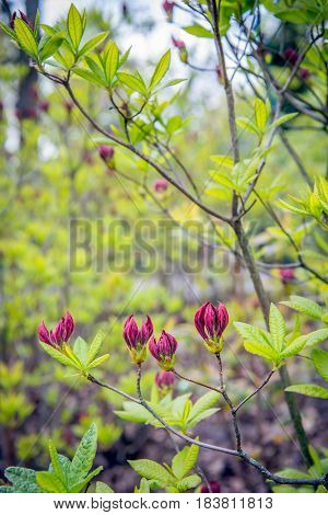 Closeup of budding purple flowers and fresh green leaves of a Chinese azalea against its blurred natural background in a Dutch park. It is in the beginning of the spring season now.