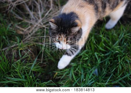 Beautiful, colorful, furry kitty. Researcher of the surroundings. An inquisitive animal.