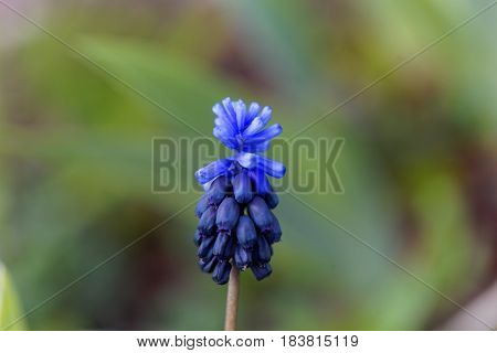 Flowers of a cultivated broad-leaved grape hyacinth (Muscari latifolium)