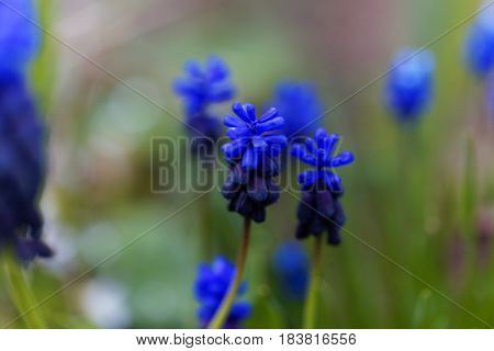 Flowers of a cultivated broad-leaved grape hyacinth (Muscari latifolium)