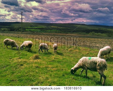 Photo of a flock of sheep in nature.
