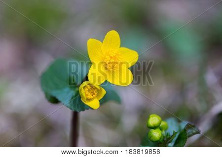 macro of natural kingcup (Caltha palustris) bloom